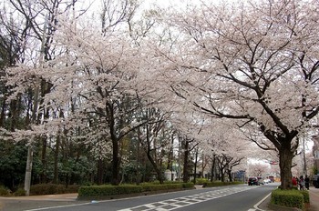桜のトンネル.jpg